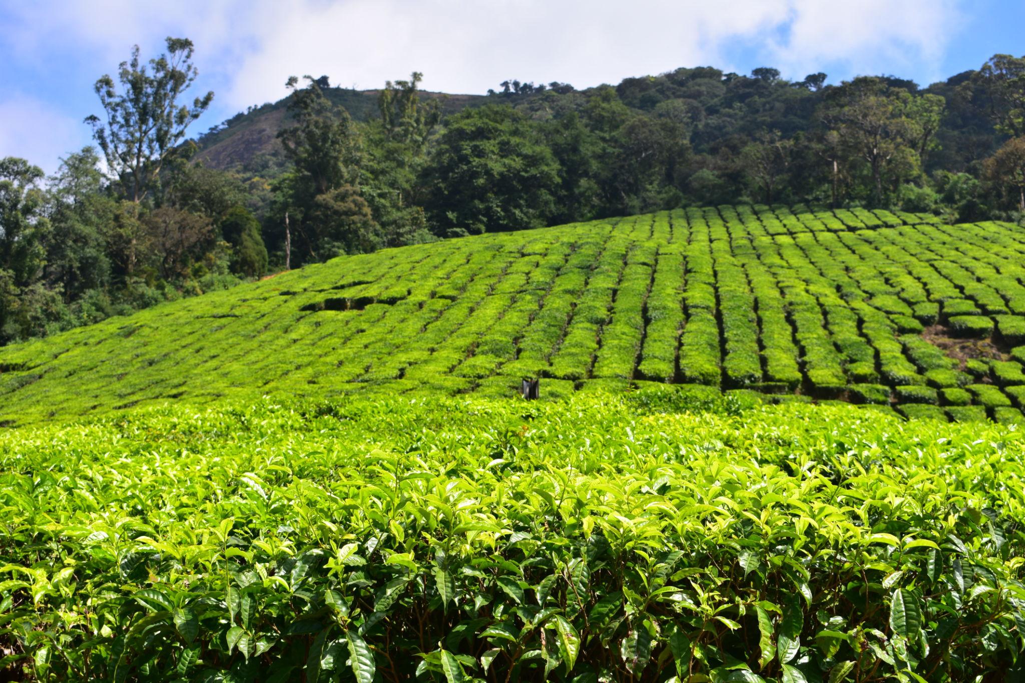 Scenic Theni Landscape - Real Estate Opportunities